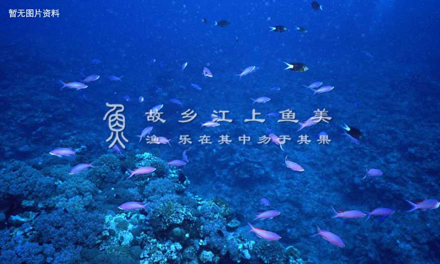 夏季“清淡饵”实战：玉米、麦粒