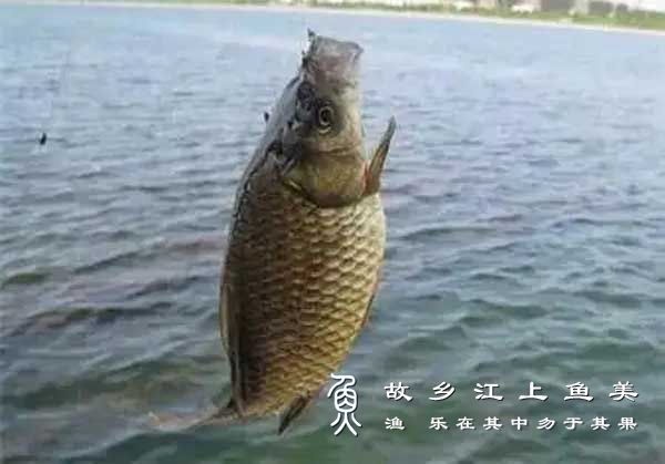 小鱼闹窝怎么办：颗粒饵与雾化控制的最好方法来了?